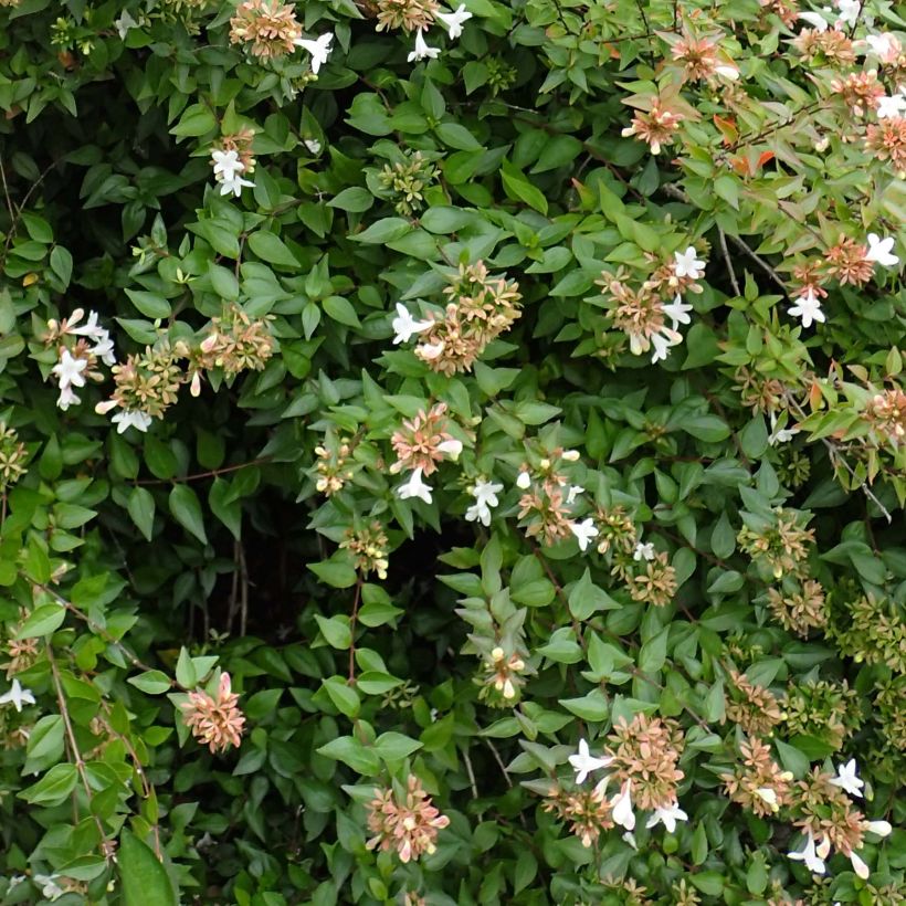 Abelia zanderi Little Richard (Feuillage)