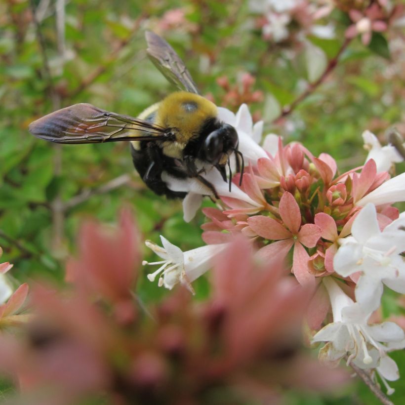 Abelia zanderi Little Richard (Floraison)