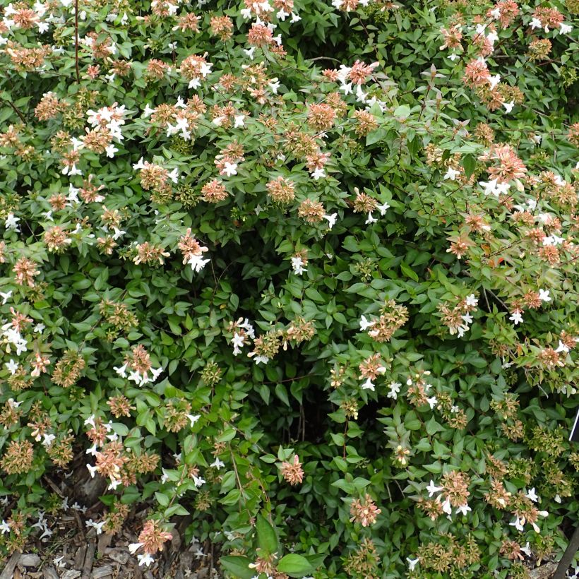 Abelia zanderi Little Richard (Port)