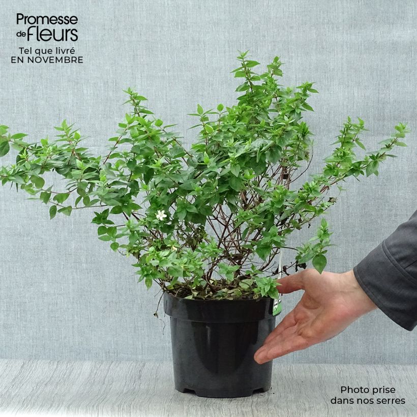 Spécimen de Abelia zanderi Little Richard tel que livré en automne