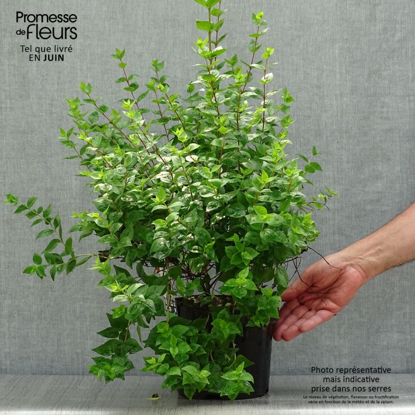Spécimen de Abelia zanderi Little Richard Pot de 2L/3L tel que livré en été