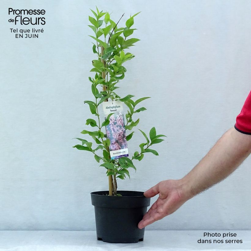 Spécimen de Abeliophyllum distichum Roseum - Forsythia rose de Corée Pot de 2L/3L tel que livré en été