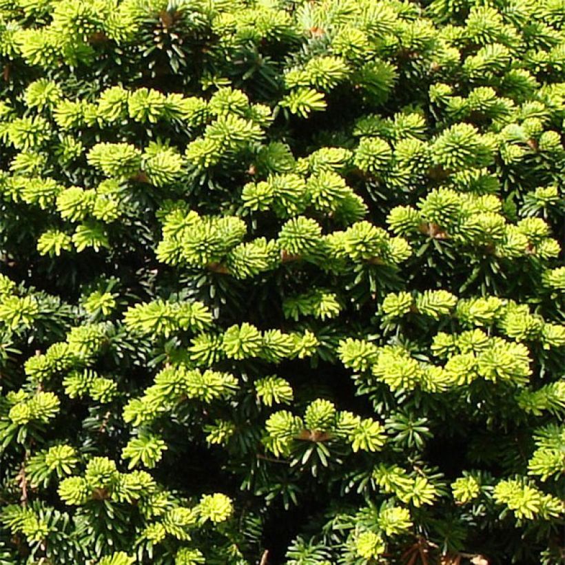 Abies balsamea Nana - Sapin baumier nain (Feuillage)