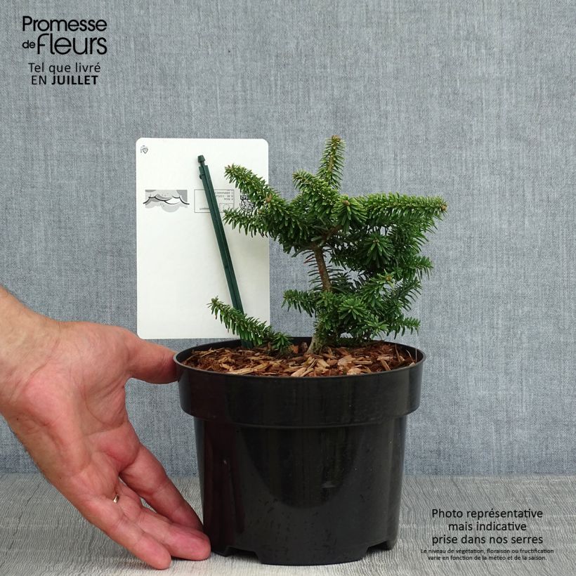 Spécimen de Abies balsamea Nana - Sapin baumier nain Pot de 2L/3L tel que livré en été