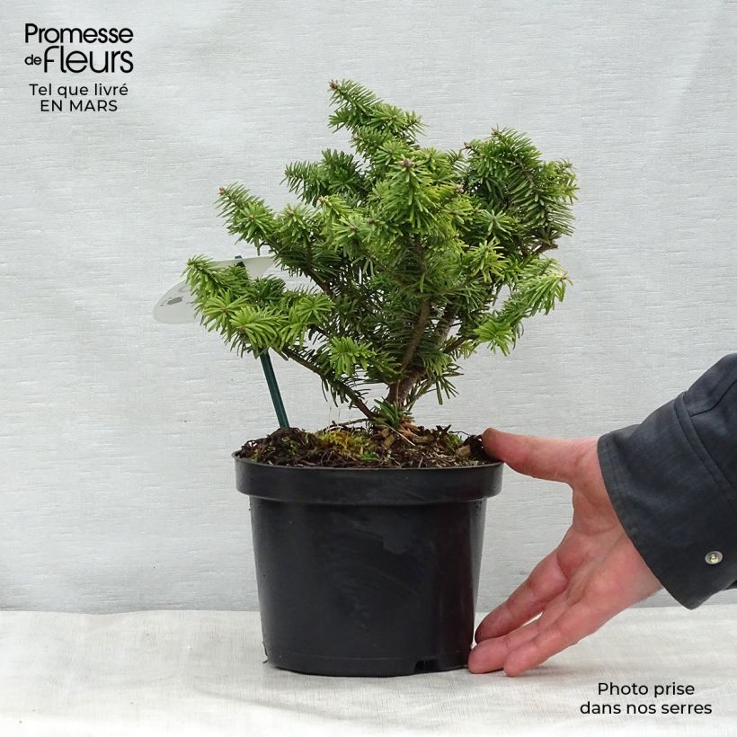Spécimen de Abies balsamea Nana - Sapin baumier nain en pot de 2-3L                        tel que livré au printemps
