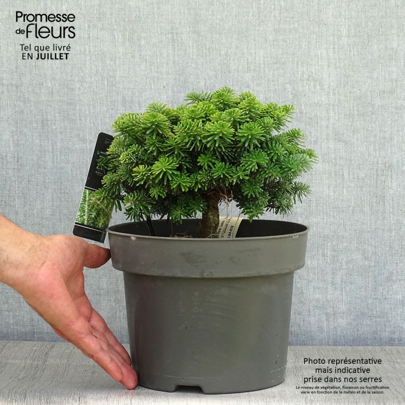 Spécimen de Abies balsamea Nana - Sapin baumier nain Pot de 4L/5L tel que livré en été