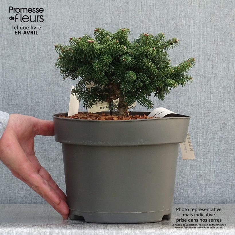 Spécimen de Abies balsamea Nana - Sapin baumier nain en pot de 4L/5L tel que livré au printemps