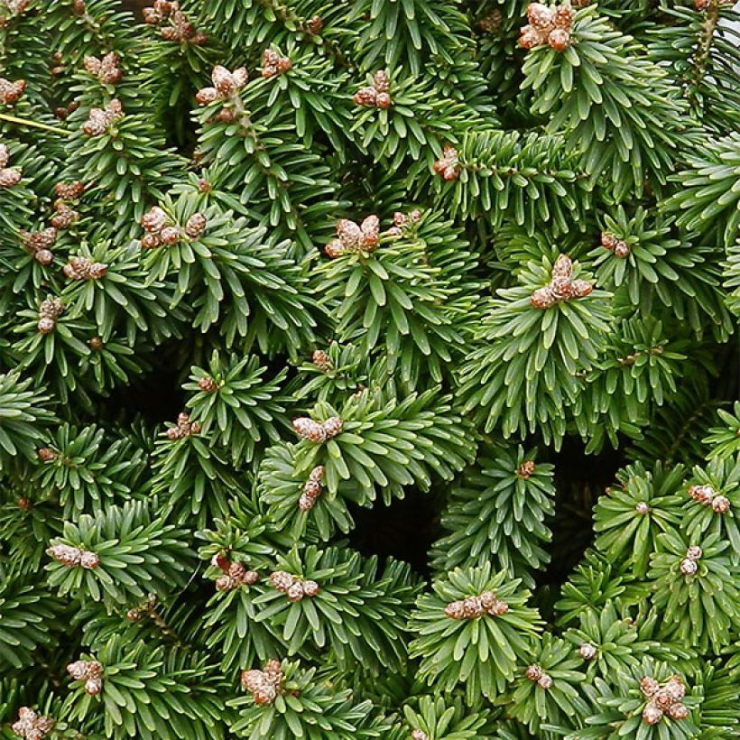 Sapin nain - Abies balsamea Piccolo (Feuillage)