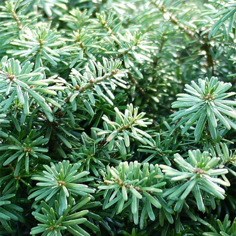 Sapin de Corée nain - Abies koreana Cis (Feuillage)