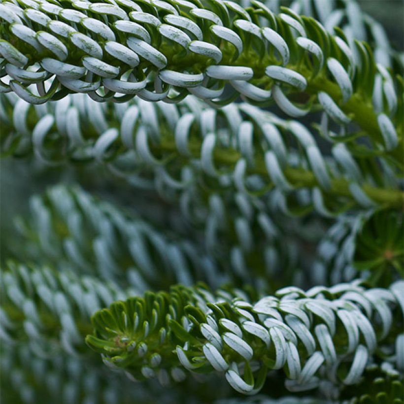 Abies koreana Silberlocke - Sapin de Corée (Feuillage)