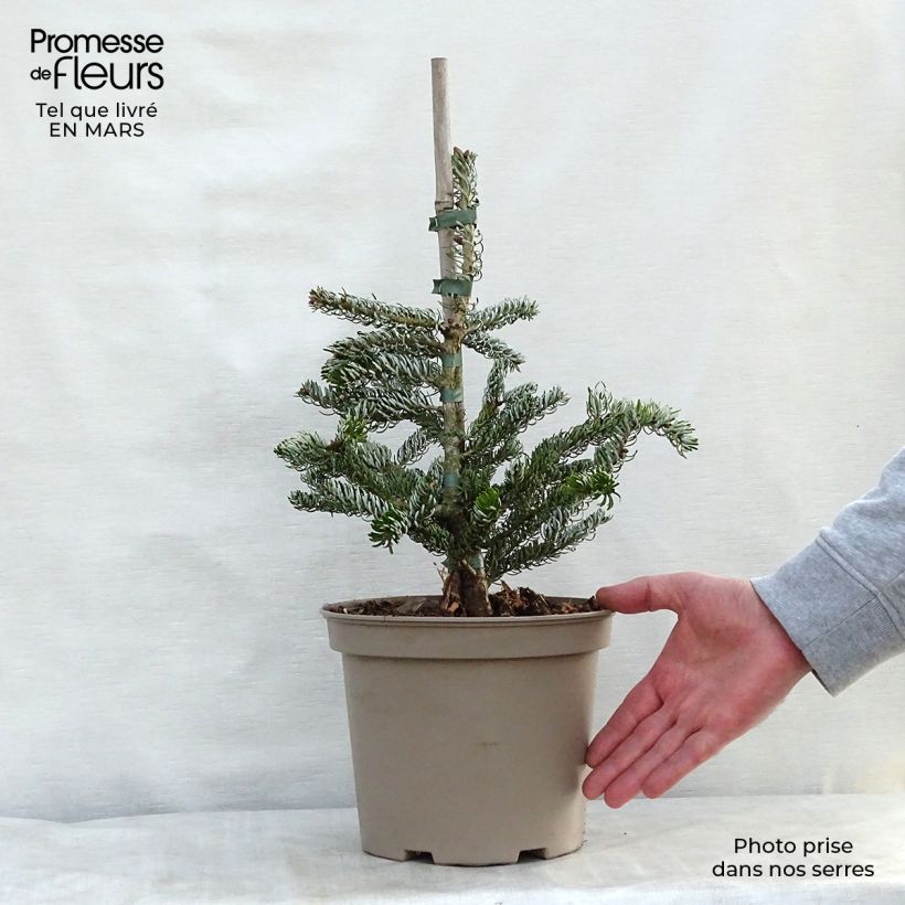 Spécimen de Abies koreana Silberlocke - Sapin de Corée Pot de 4L/5LHauteur livrée env. 30/40cm tel que livré au printemps