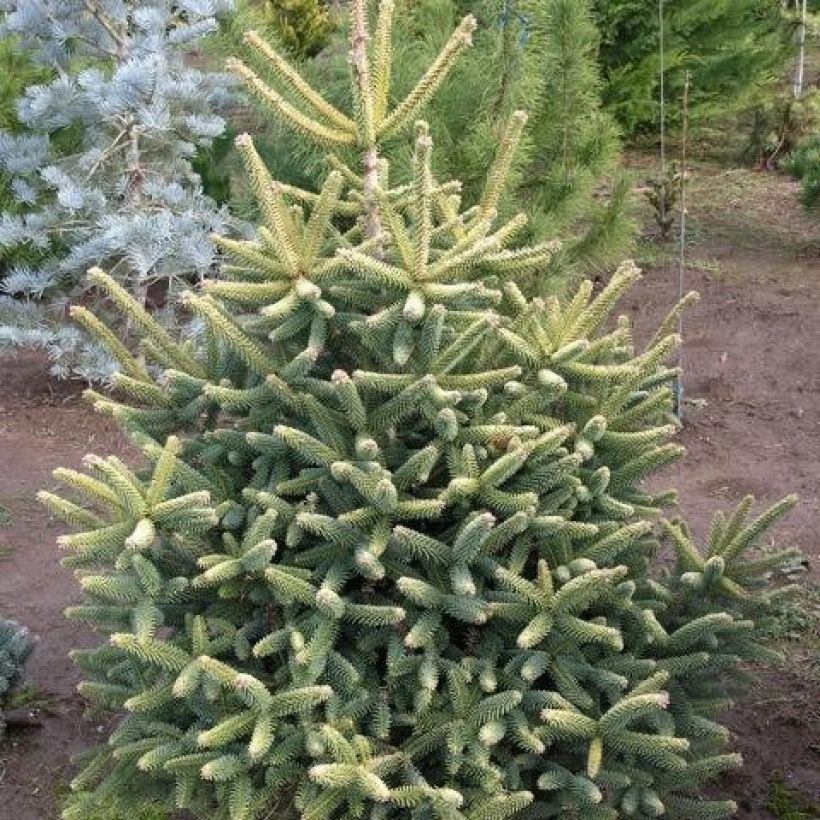 Sapin d'Espagne doré - Abies pinsapo Aurea (Port)