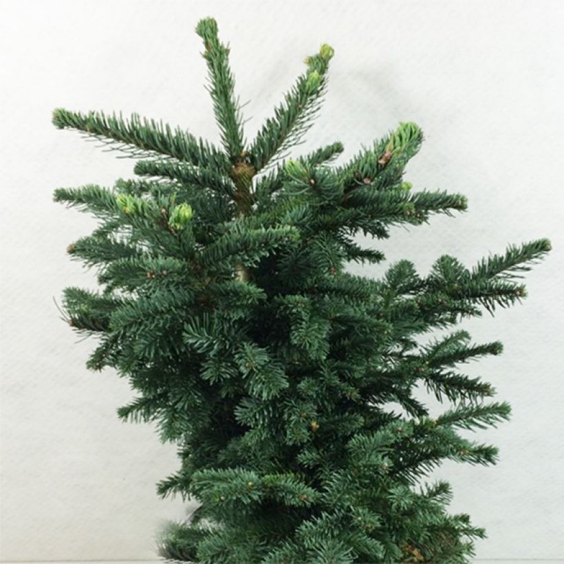 Sapin noble - Abies procera Bizarro (Port)