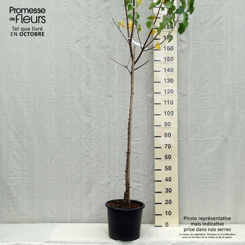 Spécimen de Abricotier Bergeron Pot de 7,5L/10L, Demi-Tige tel que livré en automne