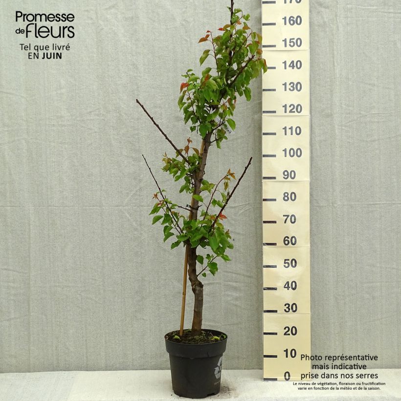 Spécimen de Abricotier Hargrand en pot de 7,5/10L tel que livré au printemps