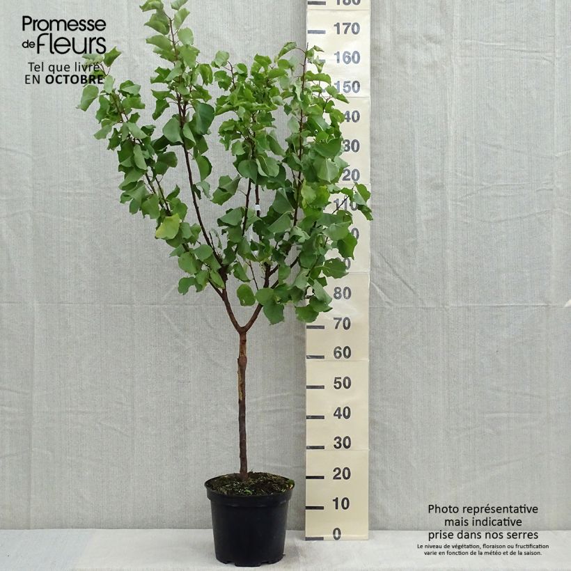 Spécimen de Abricotier Luizet  Pot de 7,5L/10L, Gobelet tel que livré en automne