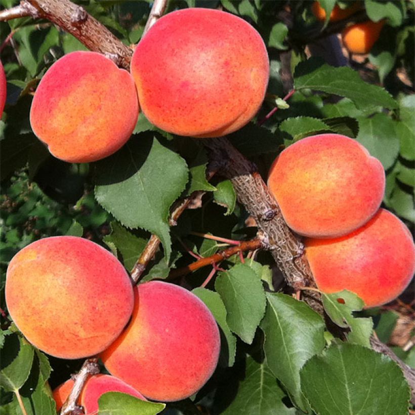 Abricotier Orange Summer (Récolte)