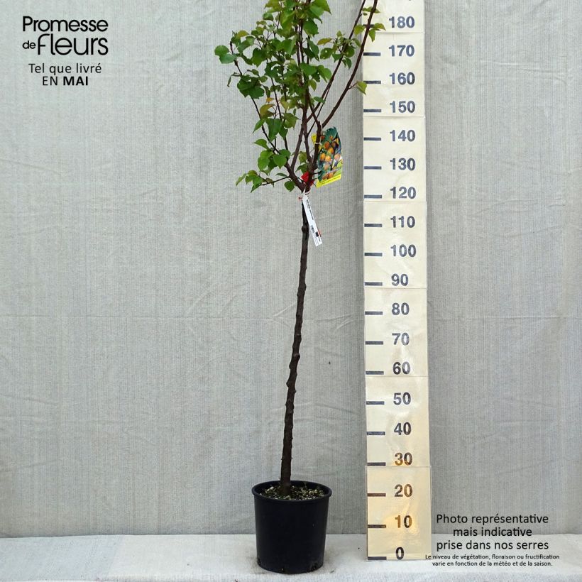 Spécimen de Abricotier - Prunus armeniaca Bulida tel que livré au printemps