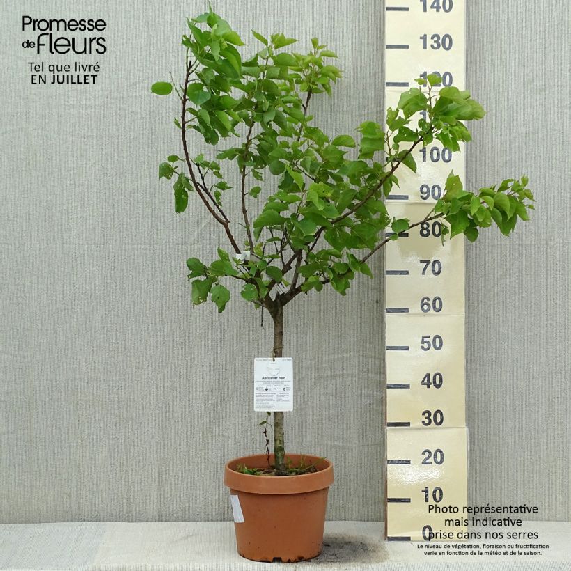Spécimen de Abricotier - Prunus armeniaca Nanum Pot de 7,5L/10L, Nain tel que livré en été