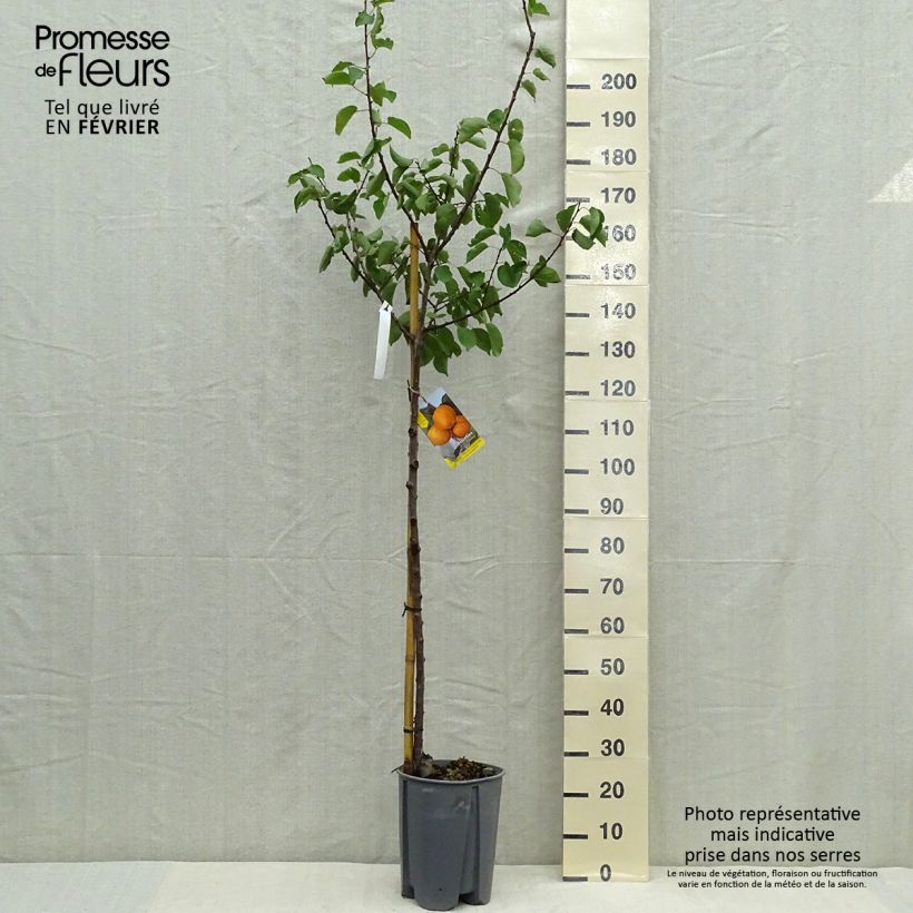 Spécimen de Abricotier - Prunus armeniaca Peche de Nancy Pot de 7,5L/10L, Demi-Tige tel que livré en automne