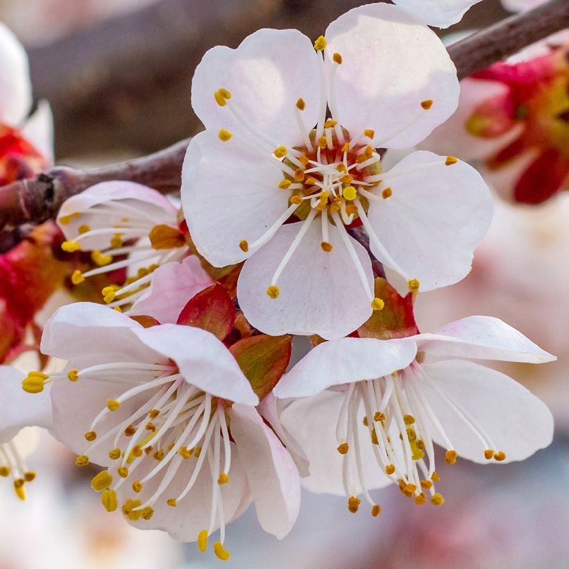 Abricotier - Prunus armeniaca Tardif De Bordaneil (Floraison)