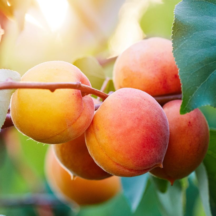 Abricotier - Prunus armeniaca Tardif De Bordaneil (Récolte)