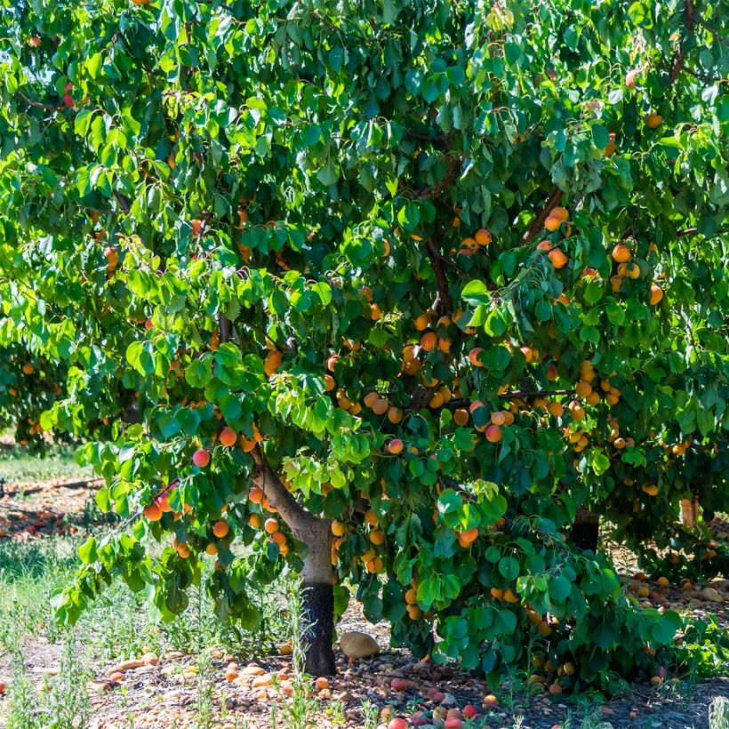 Abricotier - Prunus armeniaca Tardif De Bordaneil (Port)