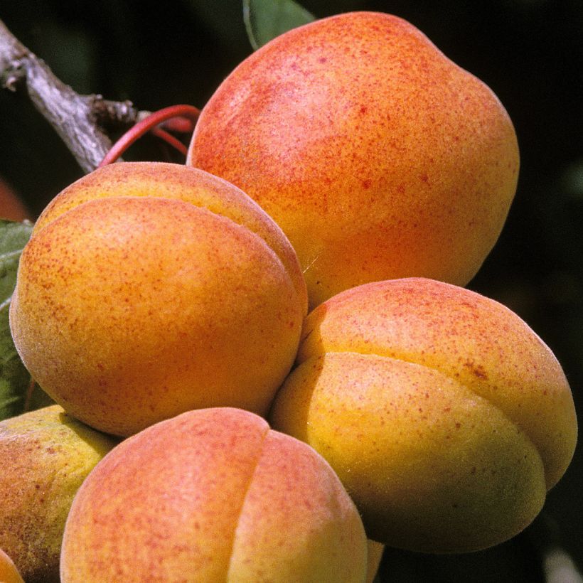 Abricotier - Prunus armeniaca Peche de Nancy (Récolte)
