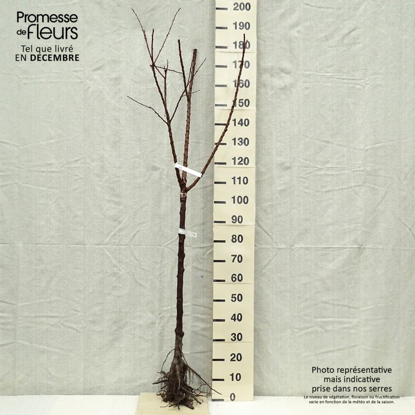 Spécimen de Abricotier Rouge Tardif Delbard - Georges Delbard Grandes Racines nues, Demi-TigeHauteur livrée env. 200/220cm tel que livré en hiver