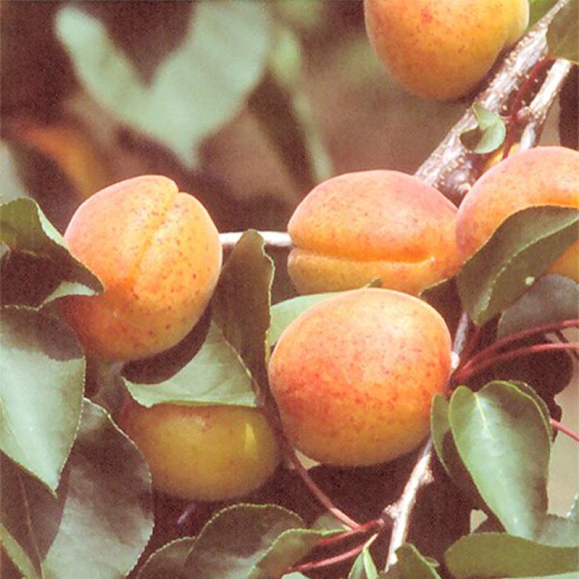 Abricotier Rouge du Roussillon (Récolte)