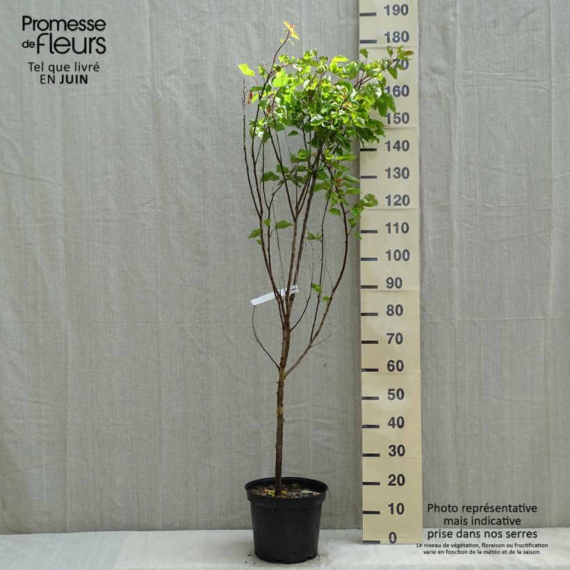 Spécimen de Abricotier Rouge du Roussillon Pot de 7,5L/10L tel que livré au printemps
