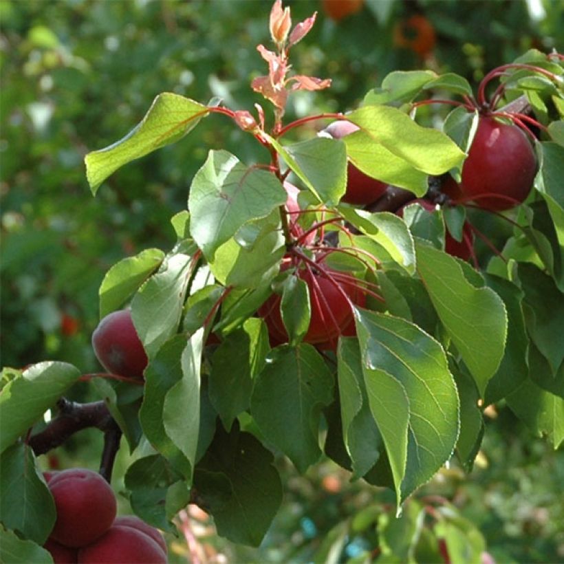 Abricotier Sunrosso (Feuillage)