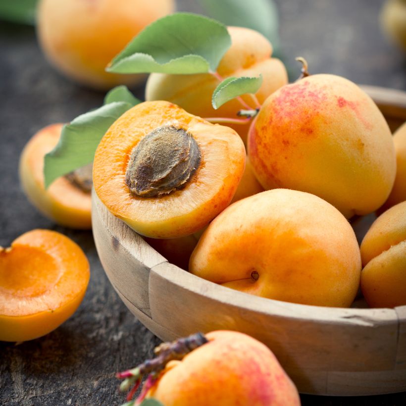 Abricotier nain Fruit Me Apricot Me Pending (Récolte)