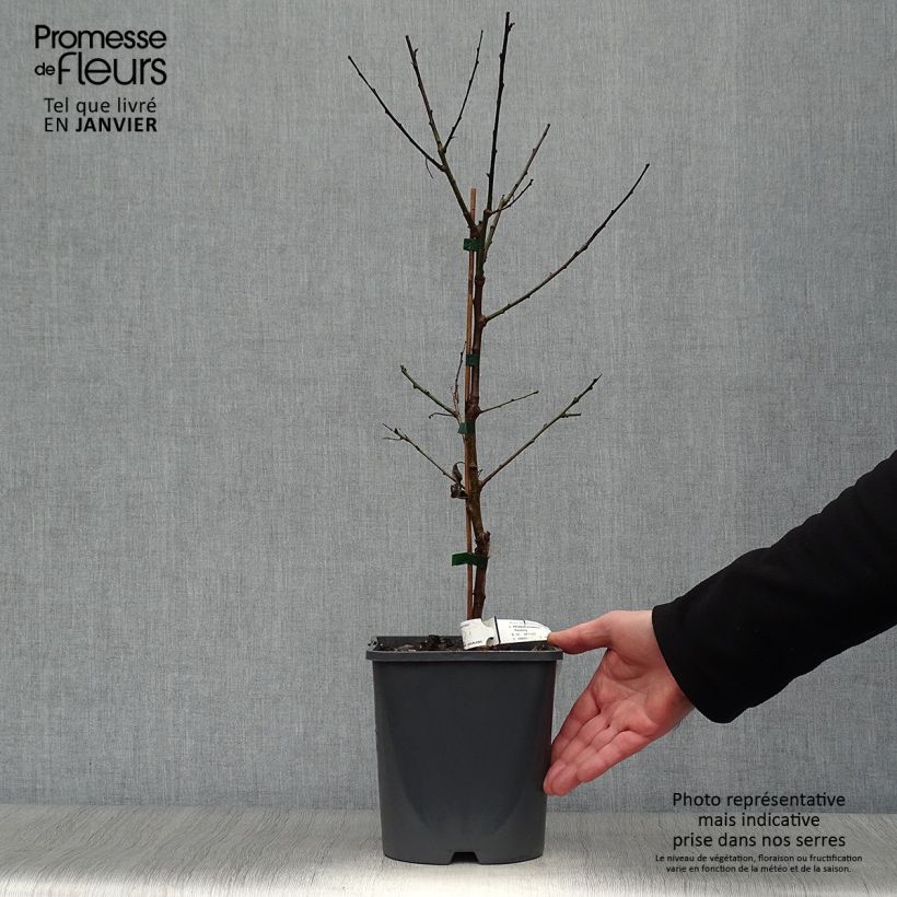 Spécimen de Abricotier nain Fruit Me Apricot Me Pending - en pot de 4L/5L tel que livré en hiver