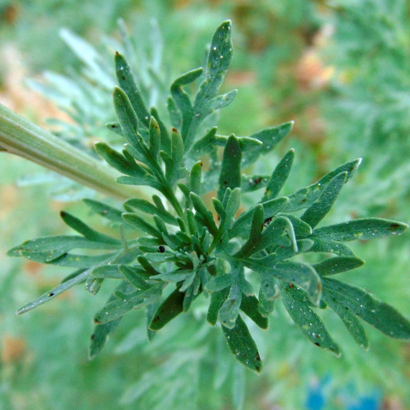 Absinthe - Artemisia absinthium (Floraison)
