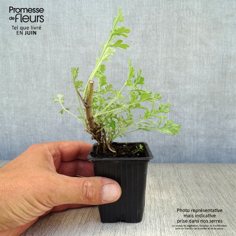 Spécimen de Absinthe - Artemisia absinthium Godet de 8/9 cm tel que livré en été