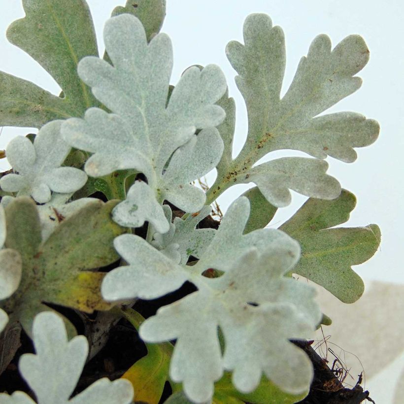 Absinthe des rivages - Artemisia stelleriana Boughton Silver (Feuillage)