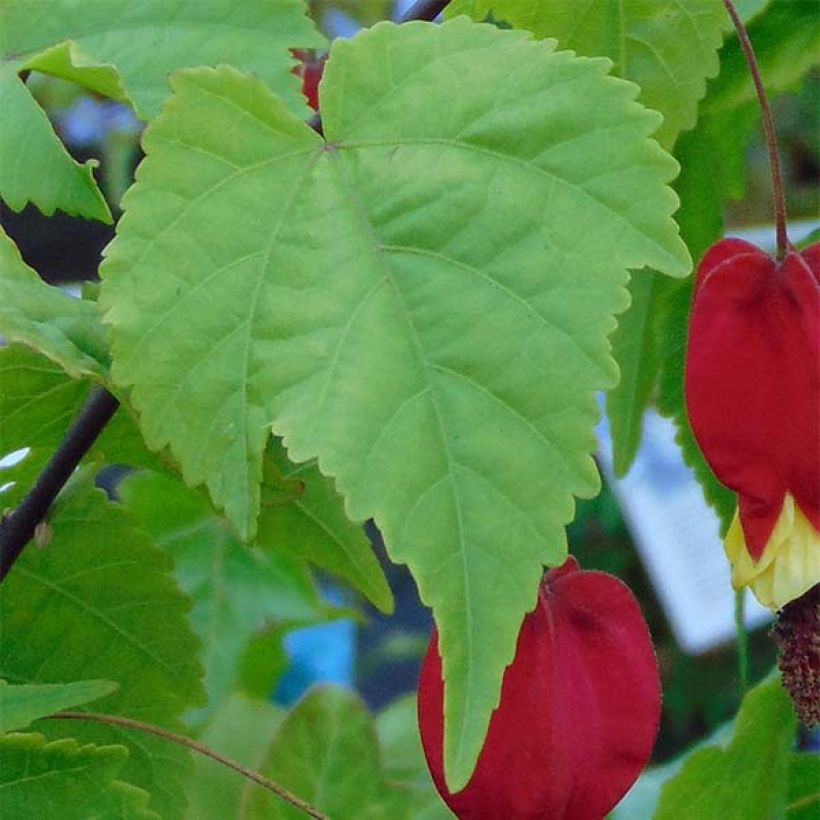 Abutilon megapotamicum - Abutilon du grand fleuve (Feuillage)