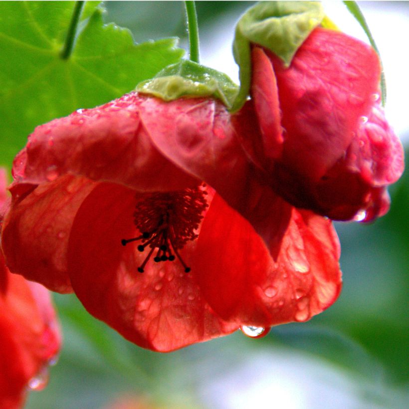 Abutilon Cannington Carol (Floraison)