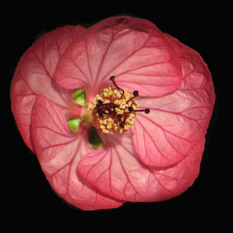 Abutilon Cerise Queen (Floraison)