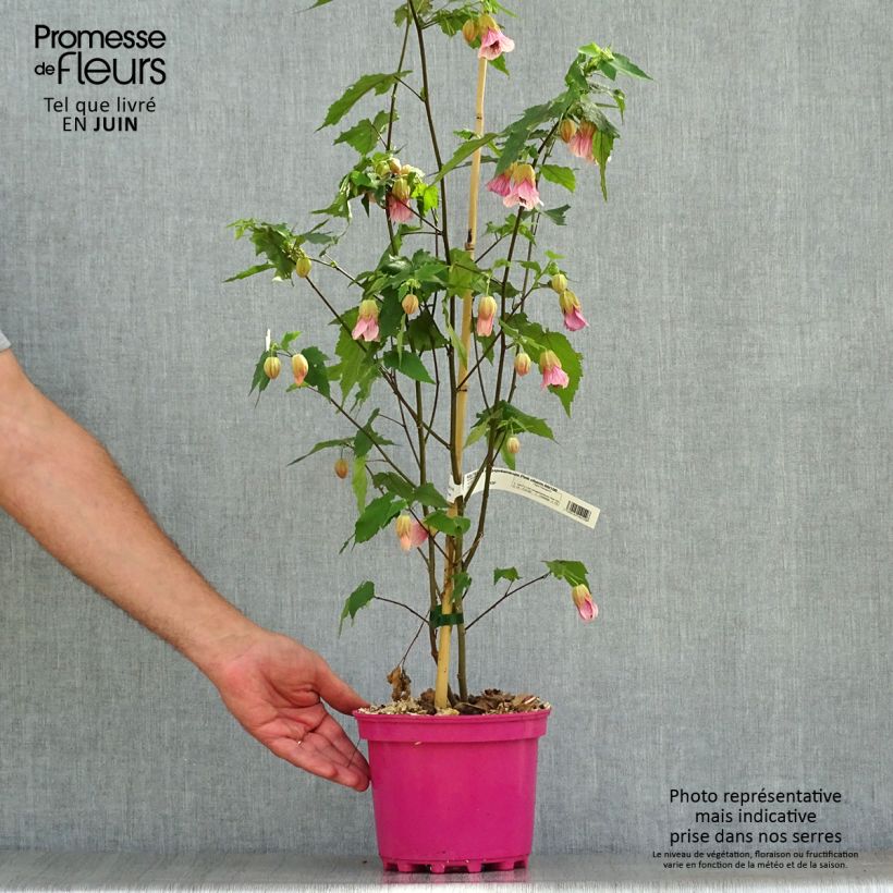 Spécimen de Abutilon Pink Charm Pot de 3L/4L tel que livré en été