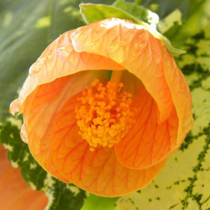 Abutilon Savitzii (Floraison)