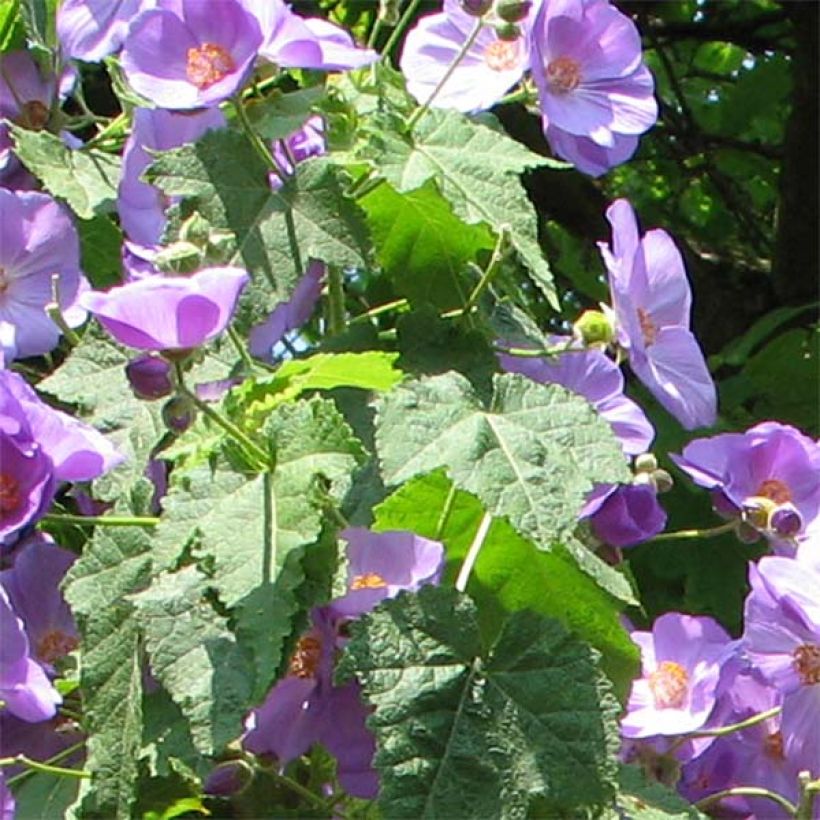 Abutilon Suntense (Feuillage)