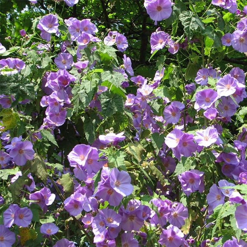 Abutilon Suntense (Floraison)