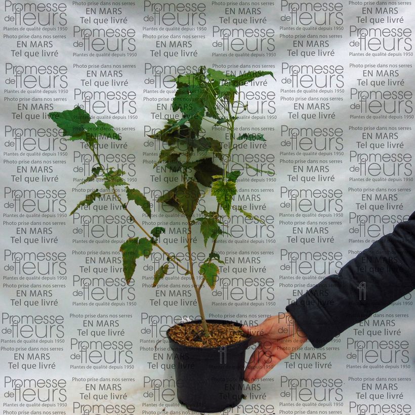 Exemple de spécimen de Abutilon Suntense Pot de 3L/4L tel que livré