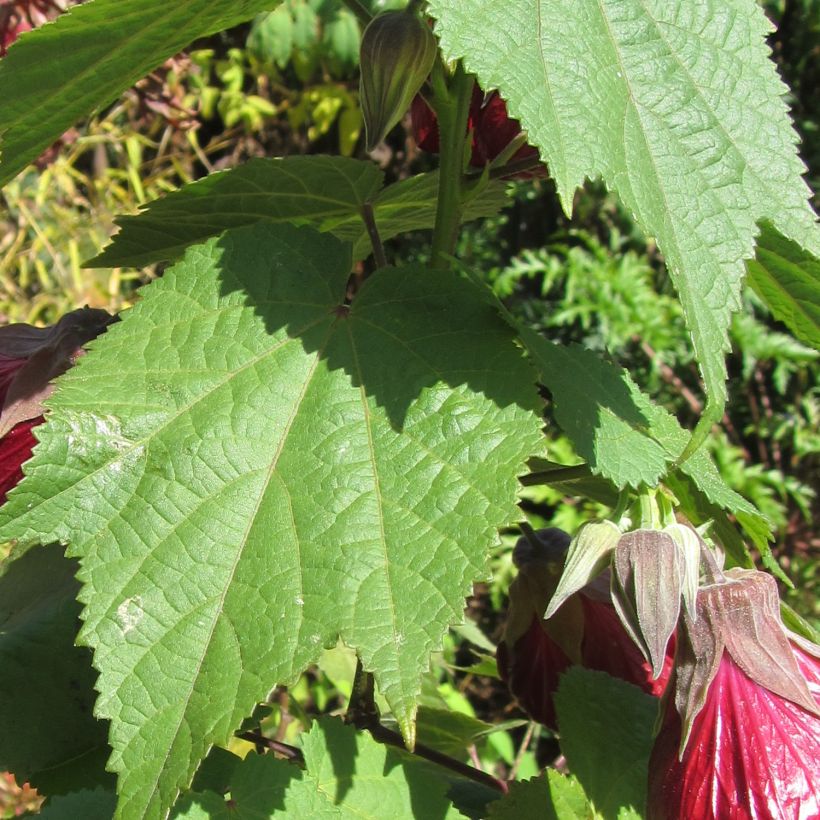 Abutilon Nabob (Feuillage)