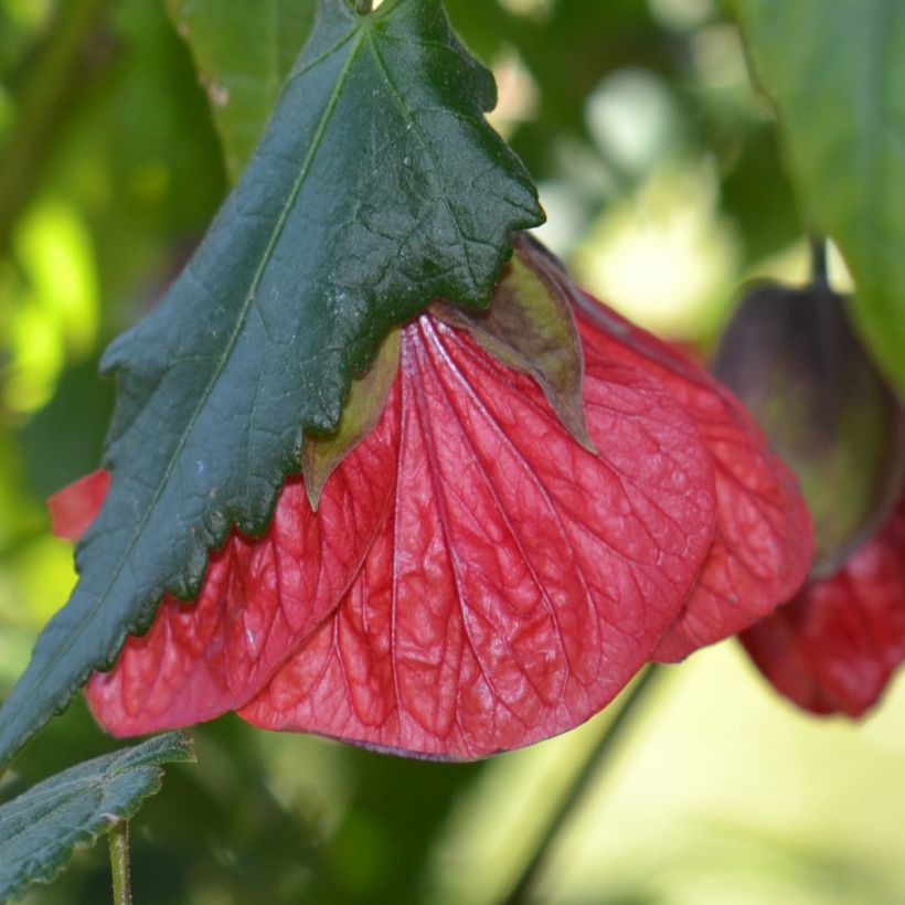 Abutilon Nabob (Floraison)