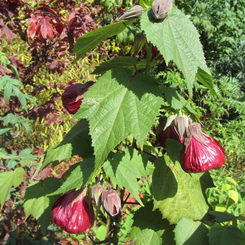 Abutilon Nabob (Port)