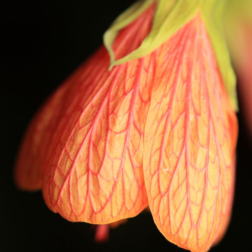 Abutilon Souvenir de Bonn (Floraison)