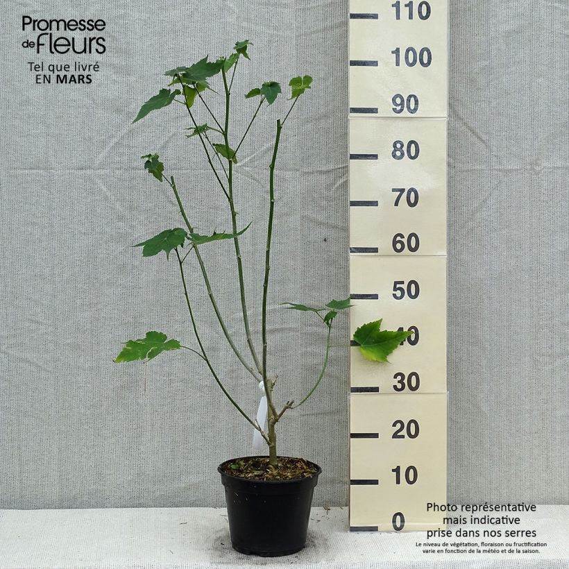 Spécimen de Abutilon striatum Redvein Pot de 4L tel que livré au printemps